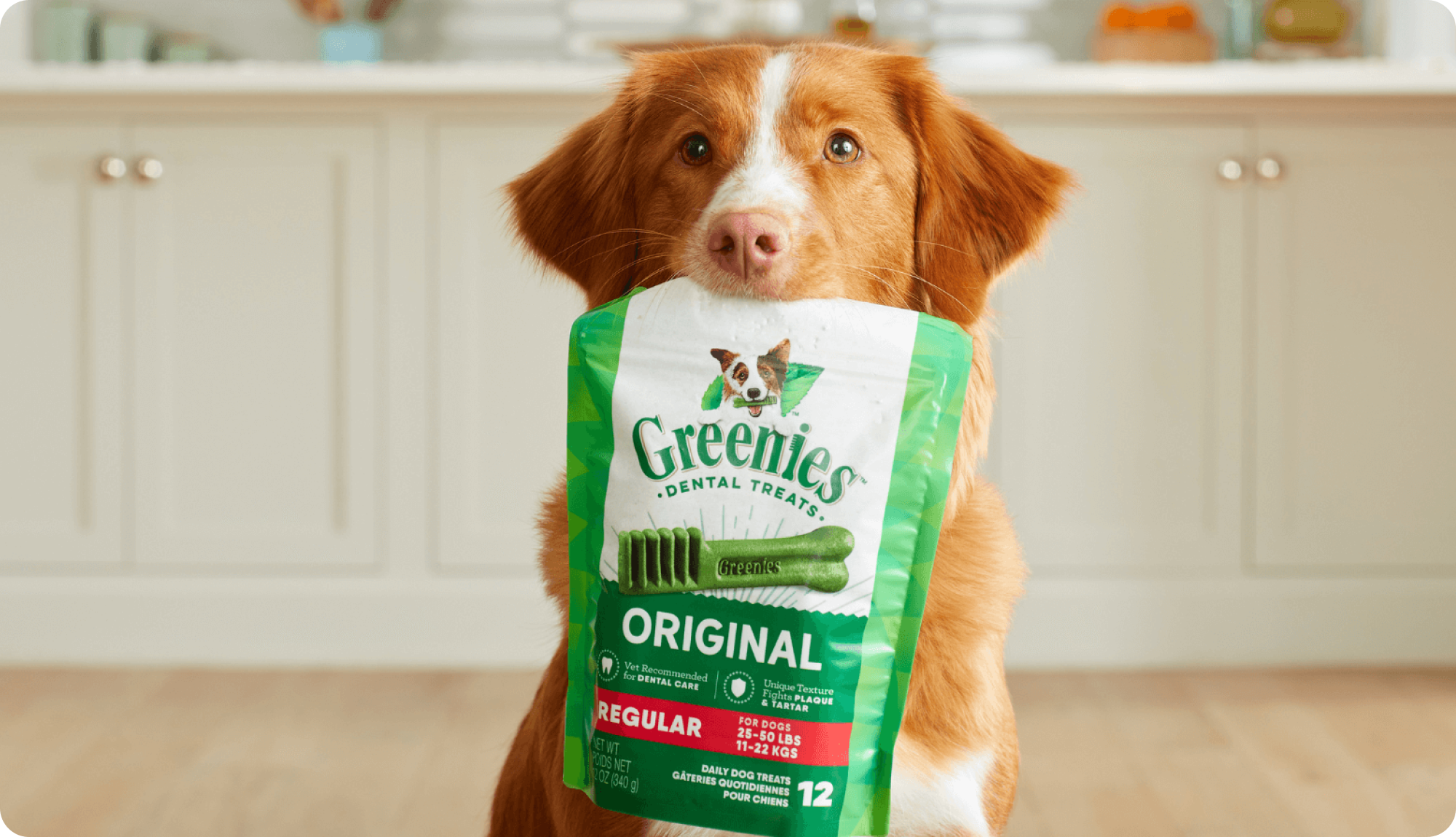 Dog hot sale supply brands